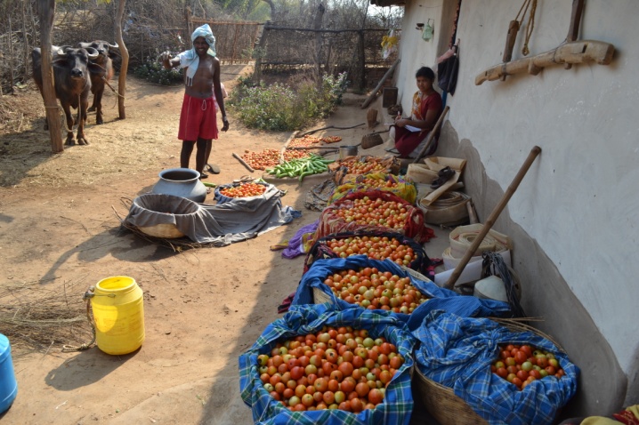 Livelihood and Agriculture Development Leading Farmers