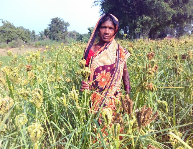 Livelihood and Agriculture Development revival