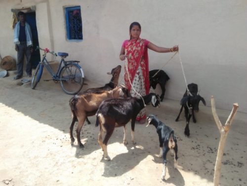 Livelihood and Agriculture